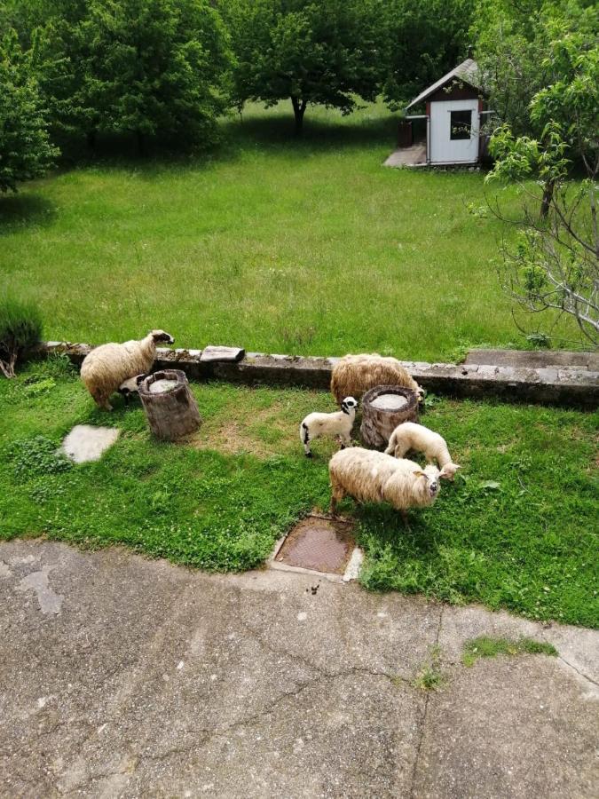 Apartman Duba Senj  Bagian luar foto